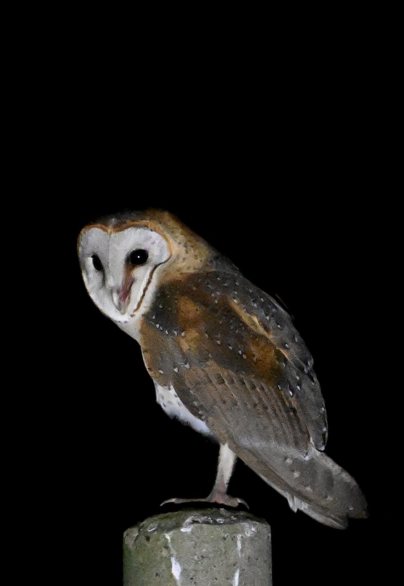 Eastern Barn Owl - ML631905982