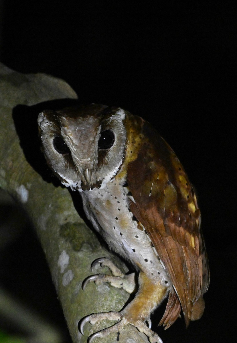 Oriental Bay-Owl - ML631905991