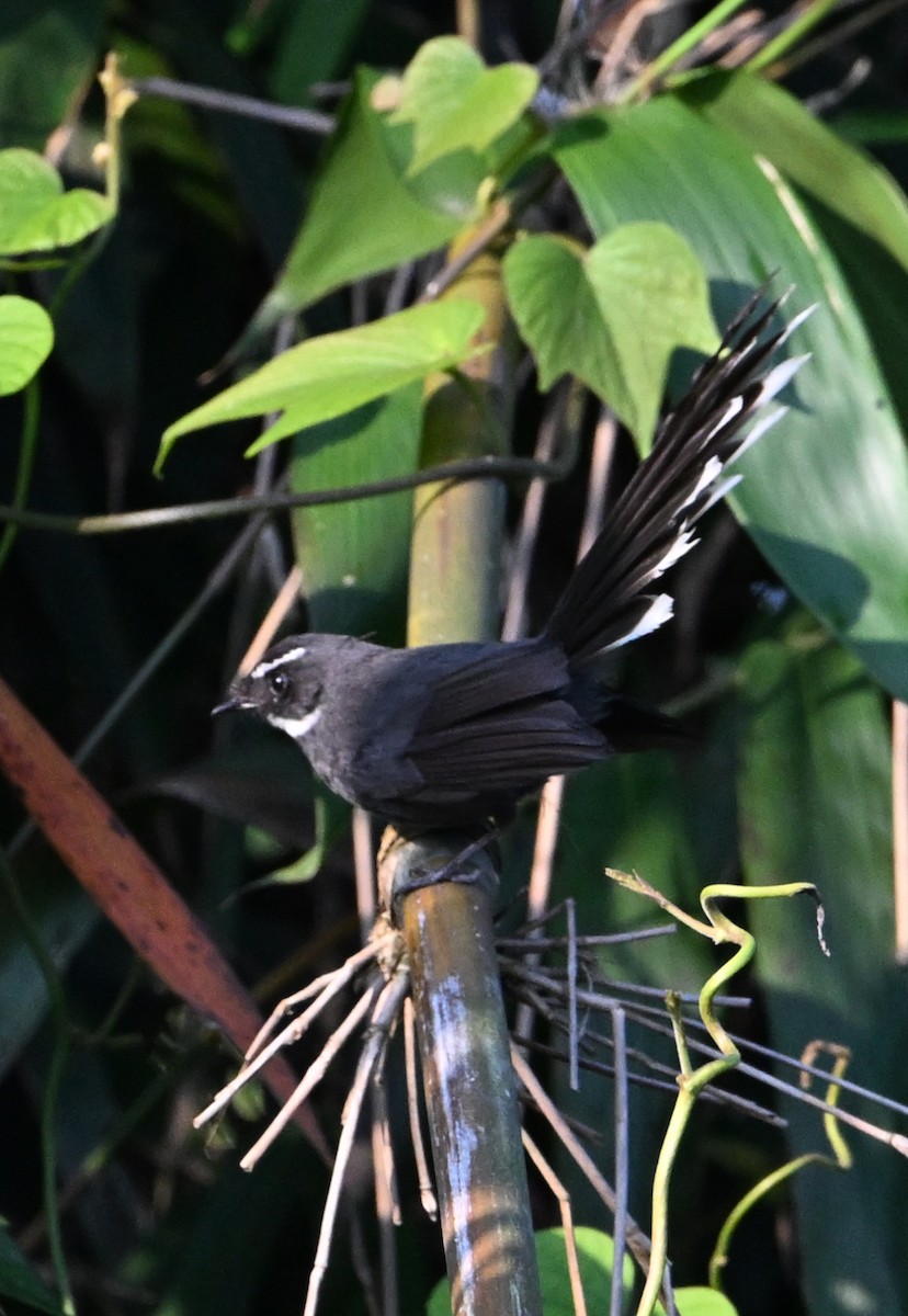 White-throated Fantail - ML631905997