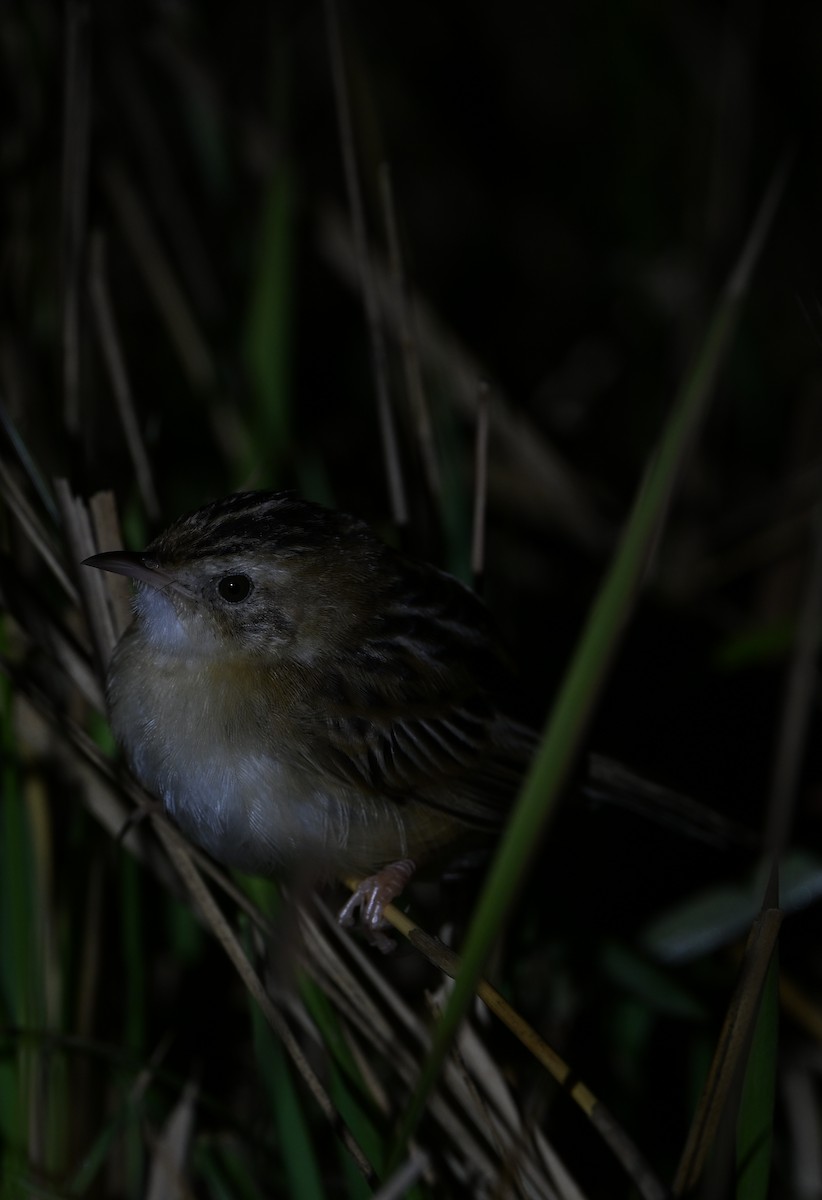 Zitting Cisticola - ML631905999
