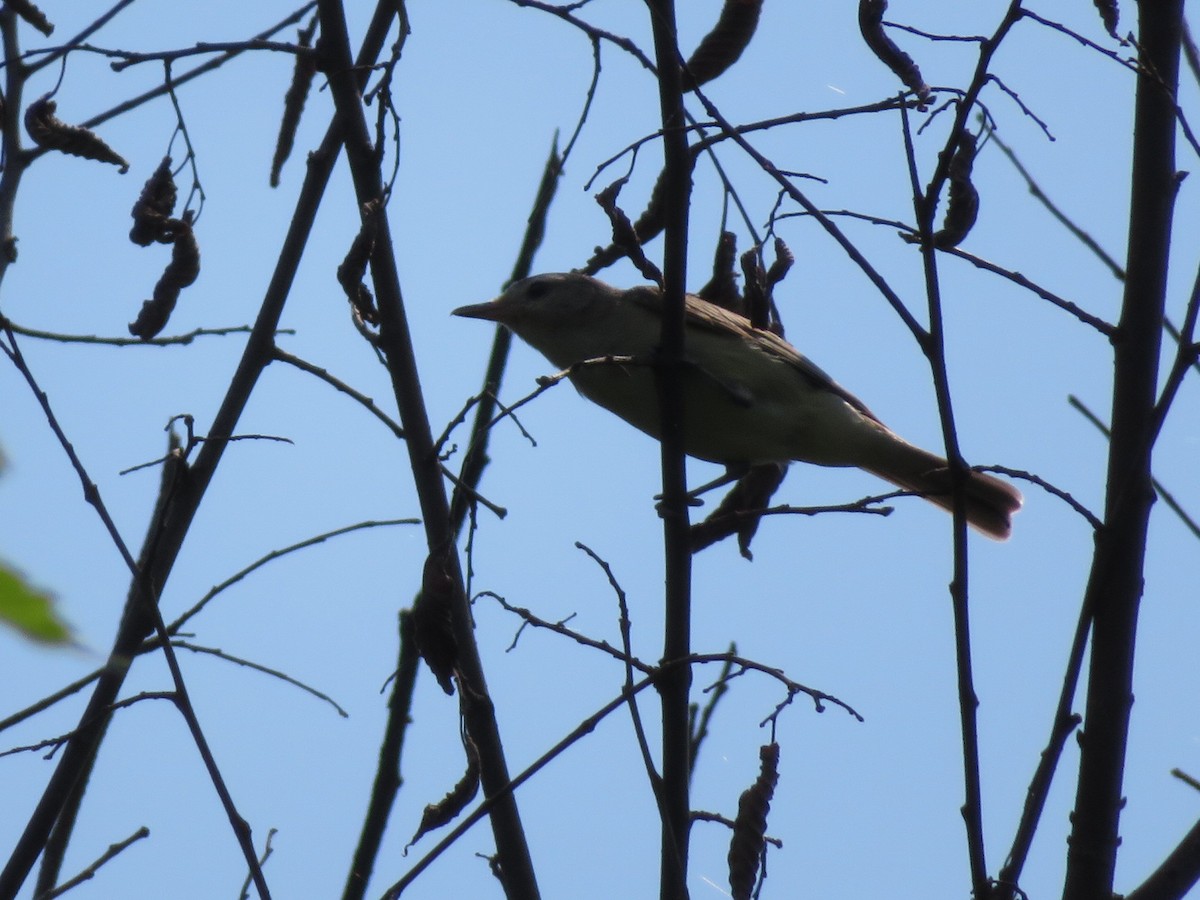 Warbling Vireo - ML63190601