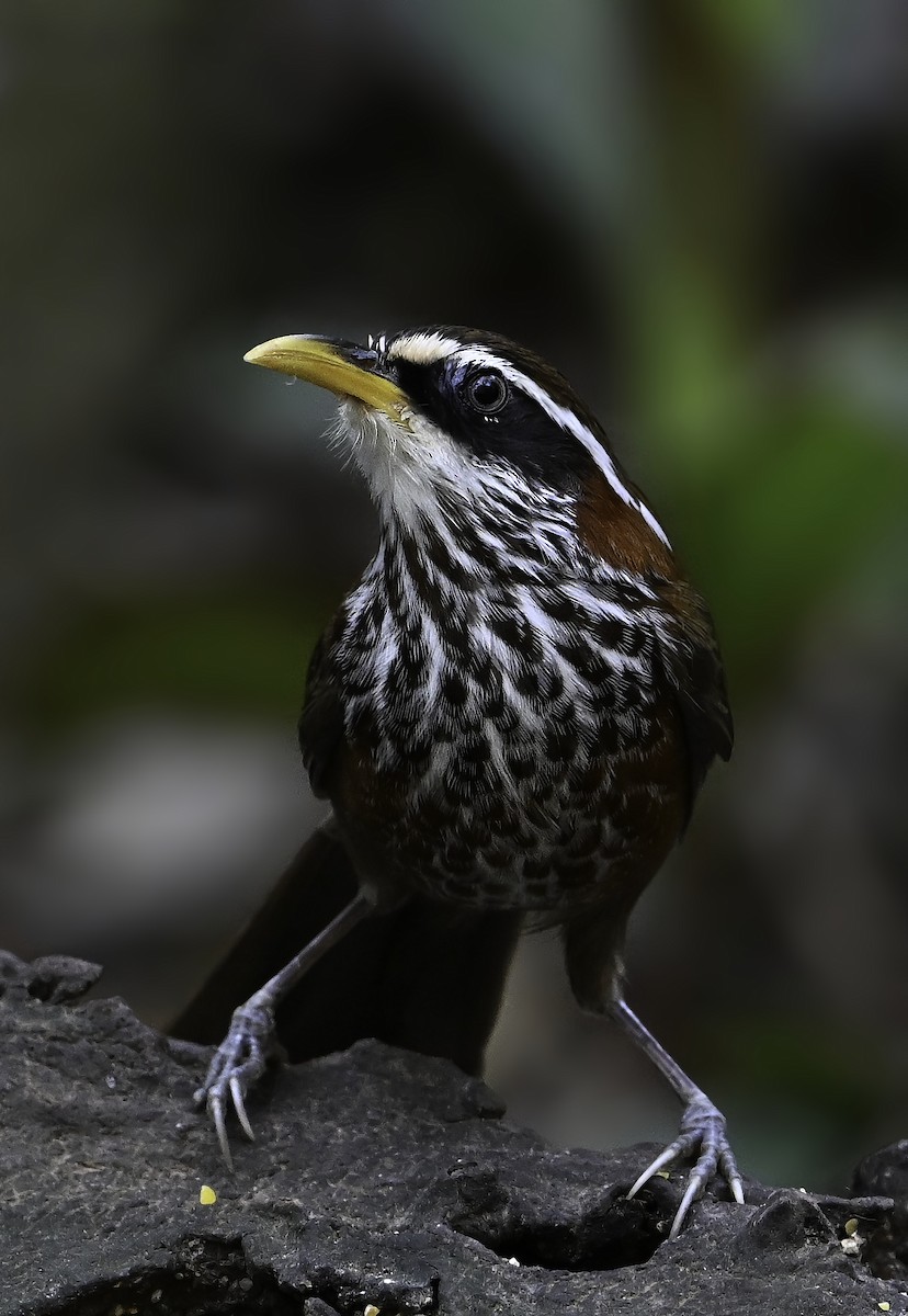 Streak-breasted Scimitar-Babbler - ML631906018