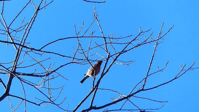 House Finch - ML631906097
