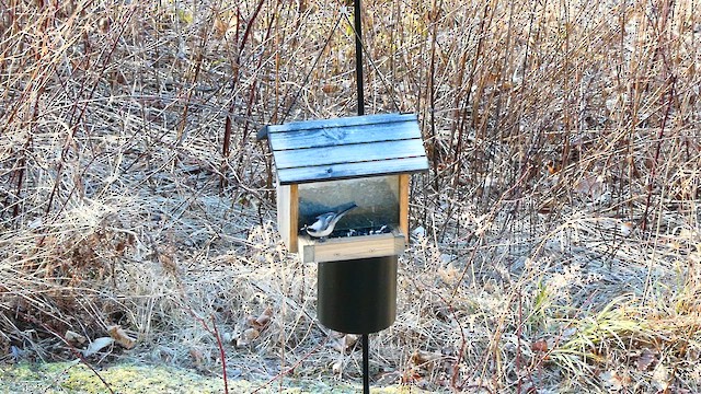 Black-capped Chickadee - ML631906120