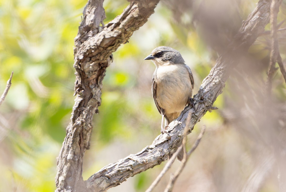 Long-tailed Reed Finch - ML631906129