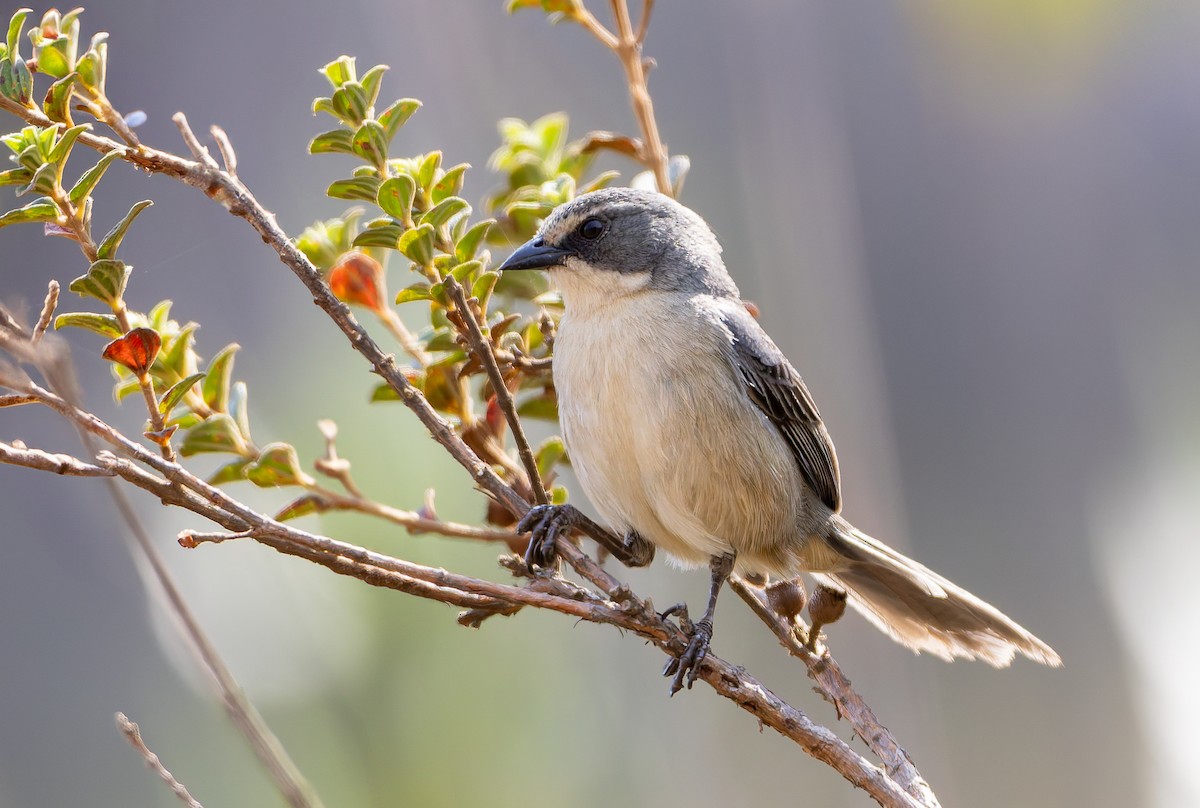Long-tailed Reed Finch - ML631906130