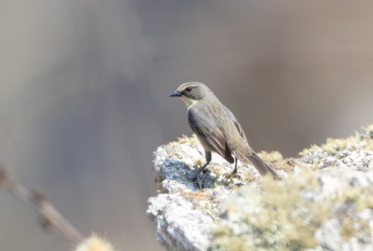 Long-tailed Reed Finch - ML631906133