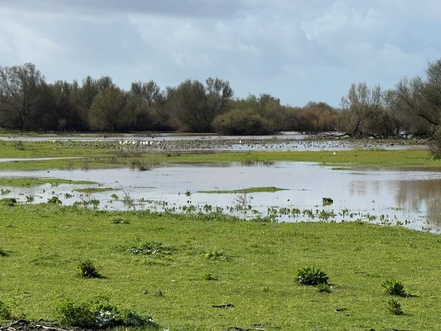 オグロシギ - ML631906183