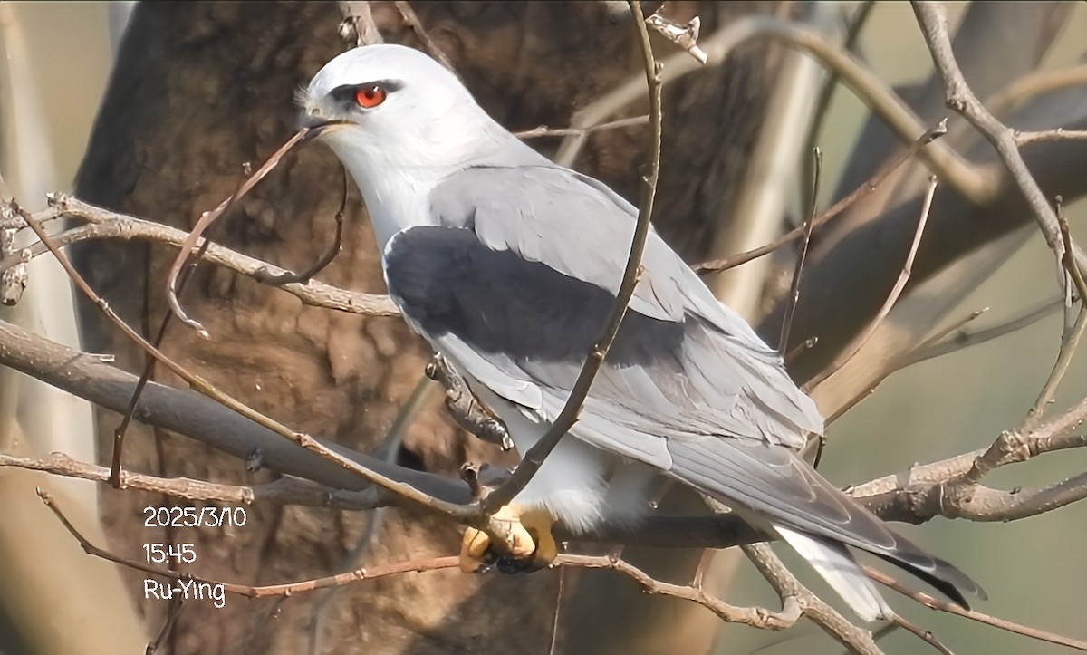 Black-winged Kite - ML631906186