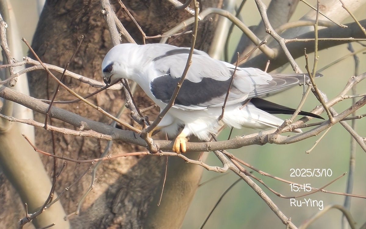 Black-winged Kite - ML631906187