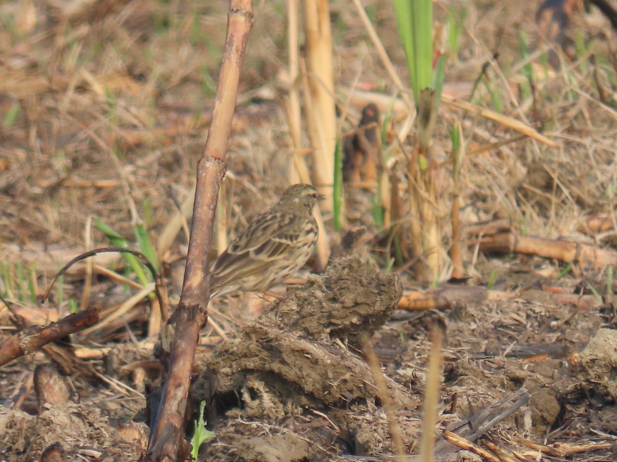 Rosy Pipit - Elizabeth Ferber