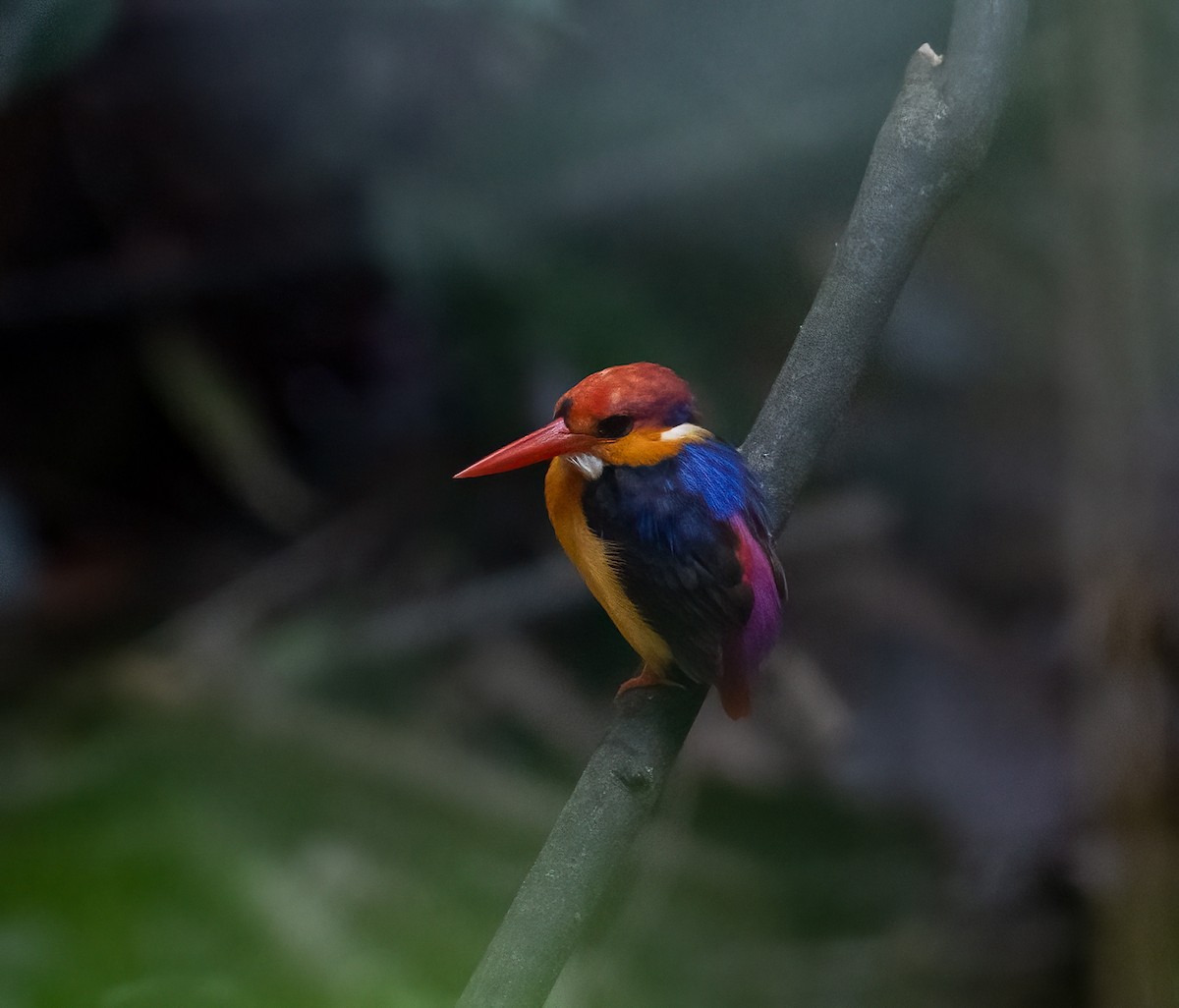 Black-backed Dwarf-Kingfisher - ML631906454