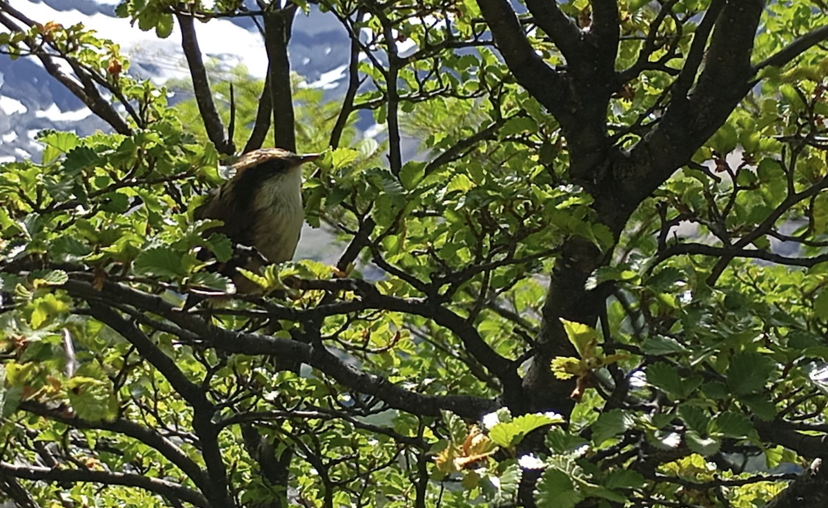 Diken Kuyruklu Rayadito - ML631906580