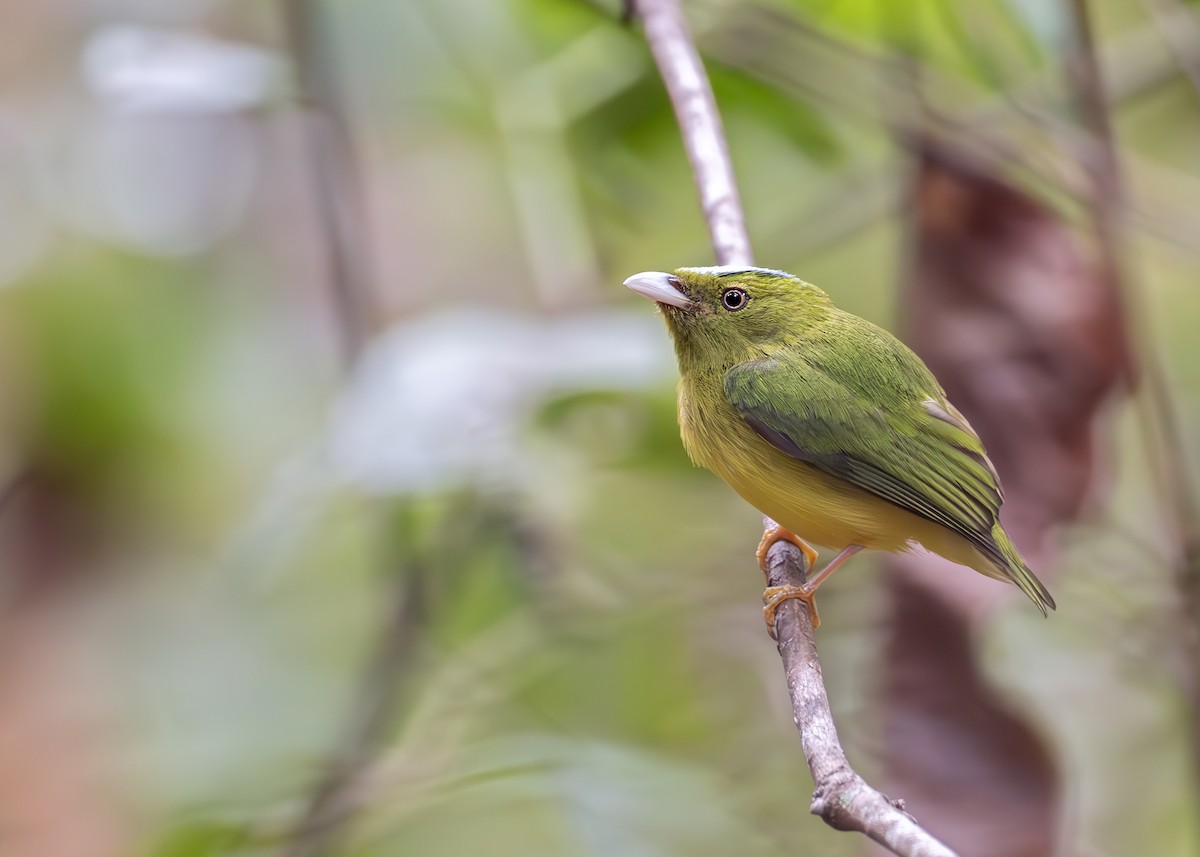 Opal-crowned Manakin - ML631906587
