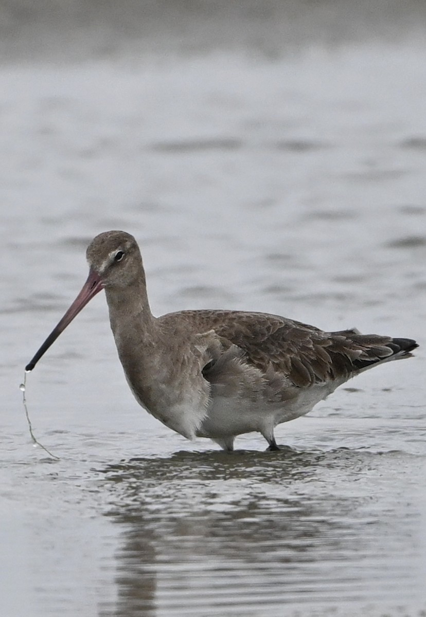 Black-tailed Godwit - ML631906590