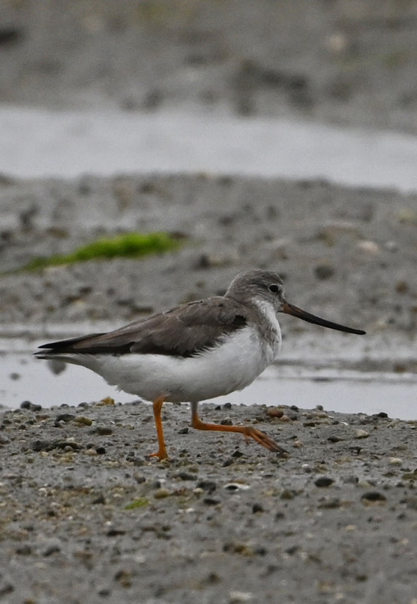 Terek Sandpiper - ML631906600