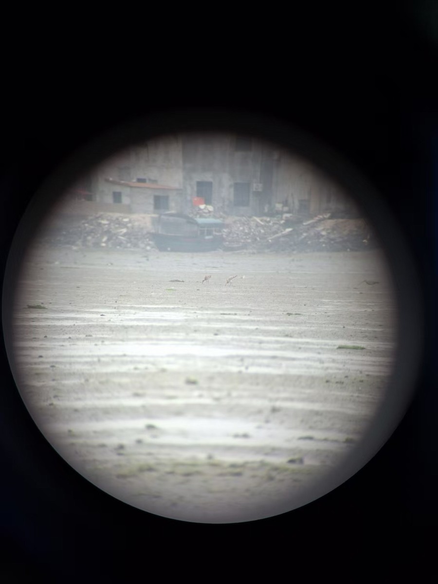 Green Sandpiper - ML631906606