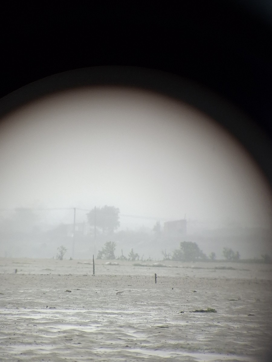 Great Knot - ML631906620