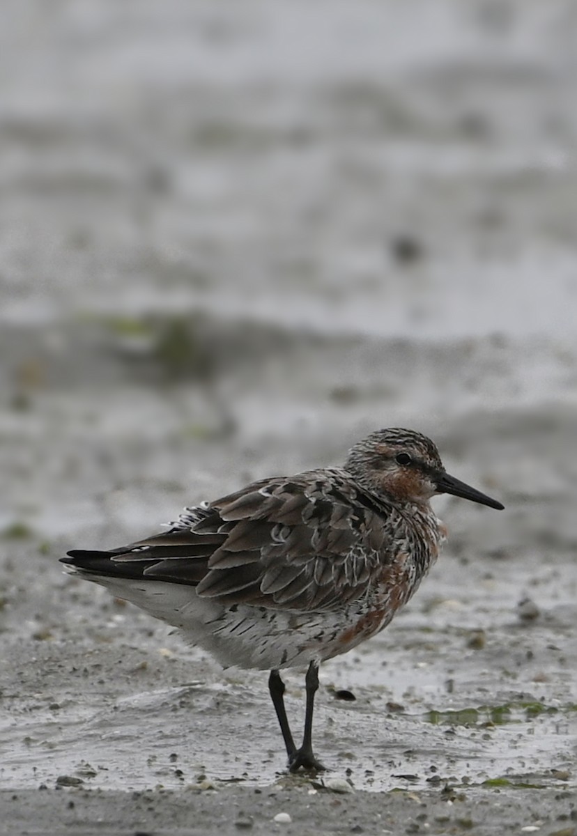 Red Knot - ML631906623