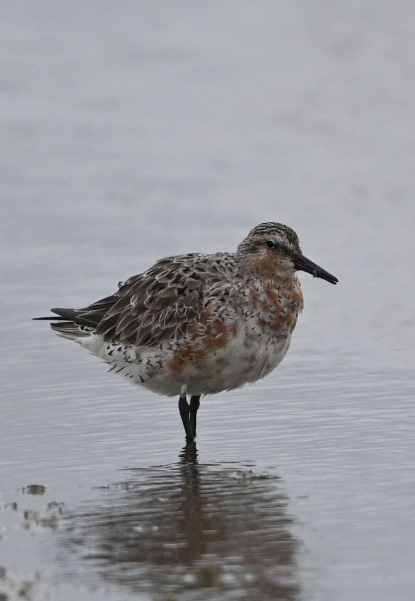 Red Knot - ML631906629