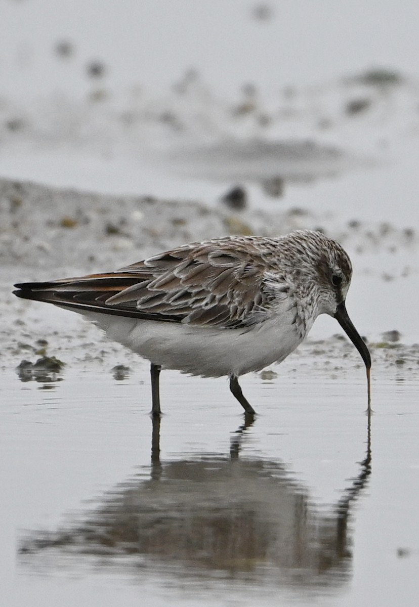 Broad-billed Sandpiper - ML631906634