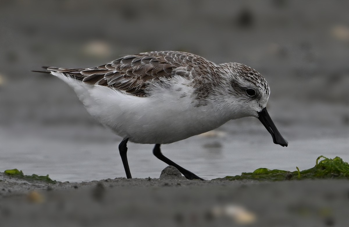 Spoon-billed Sandpiper - ML631906644