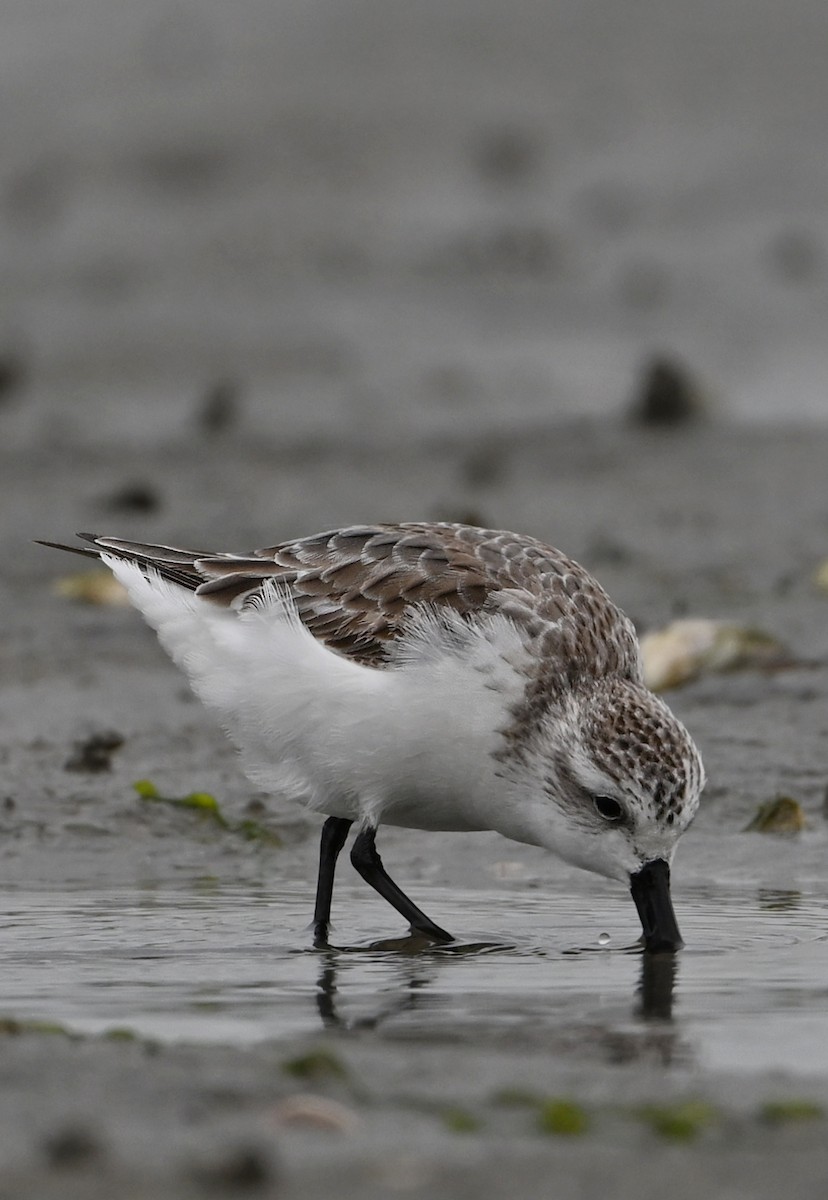 Spoon-billed Sandpiper - ML631906645