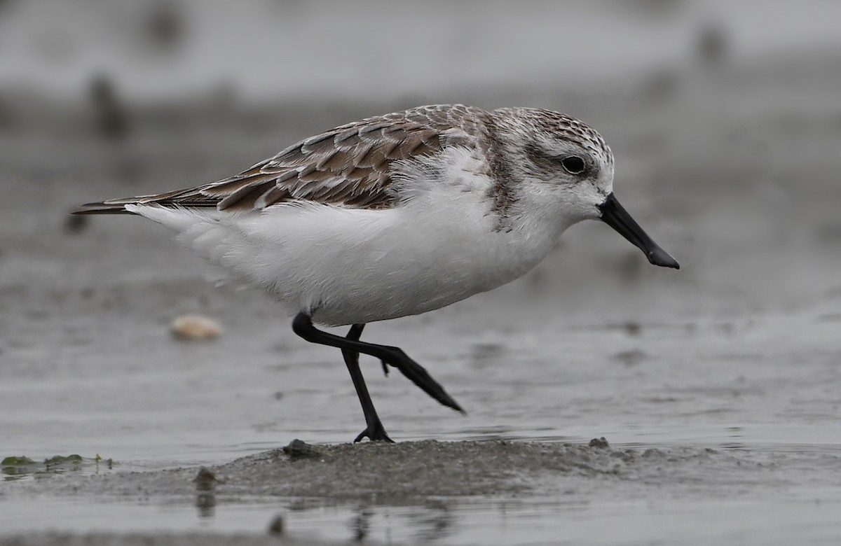 Spoon-billed Sandpiper - ML631906649