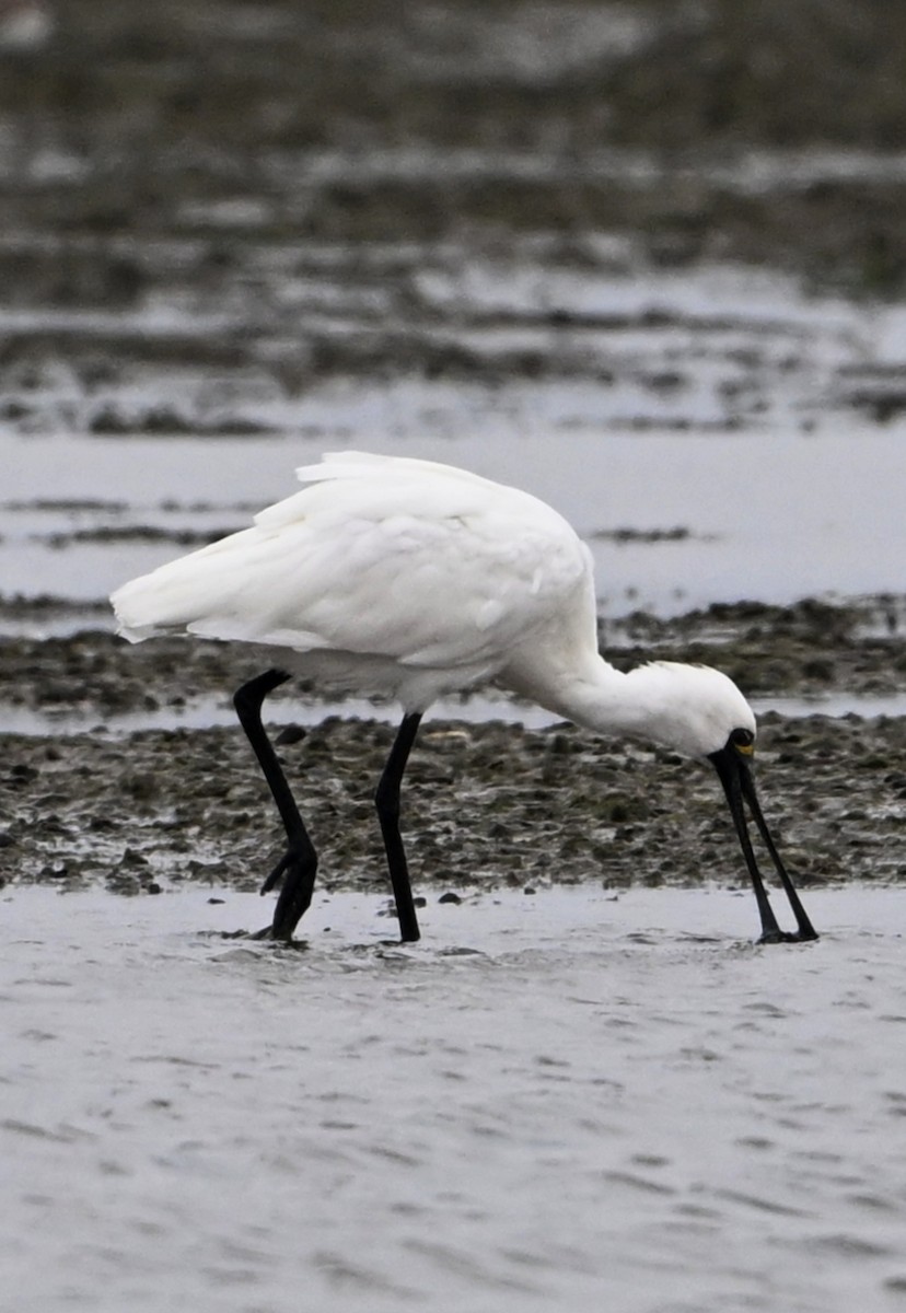 Black-faced Spoonbill - ML631906667
