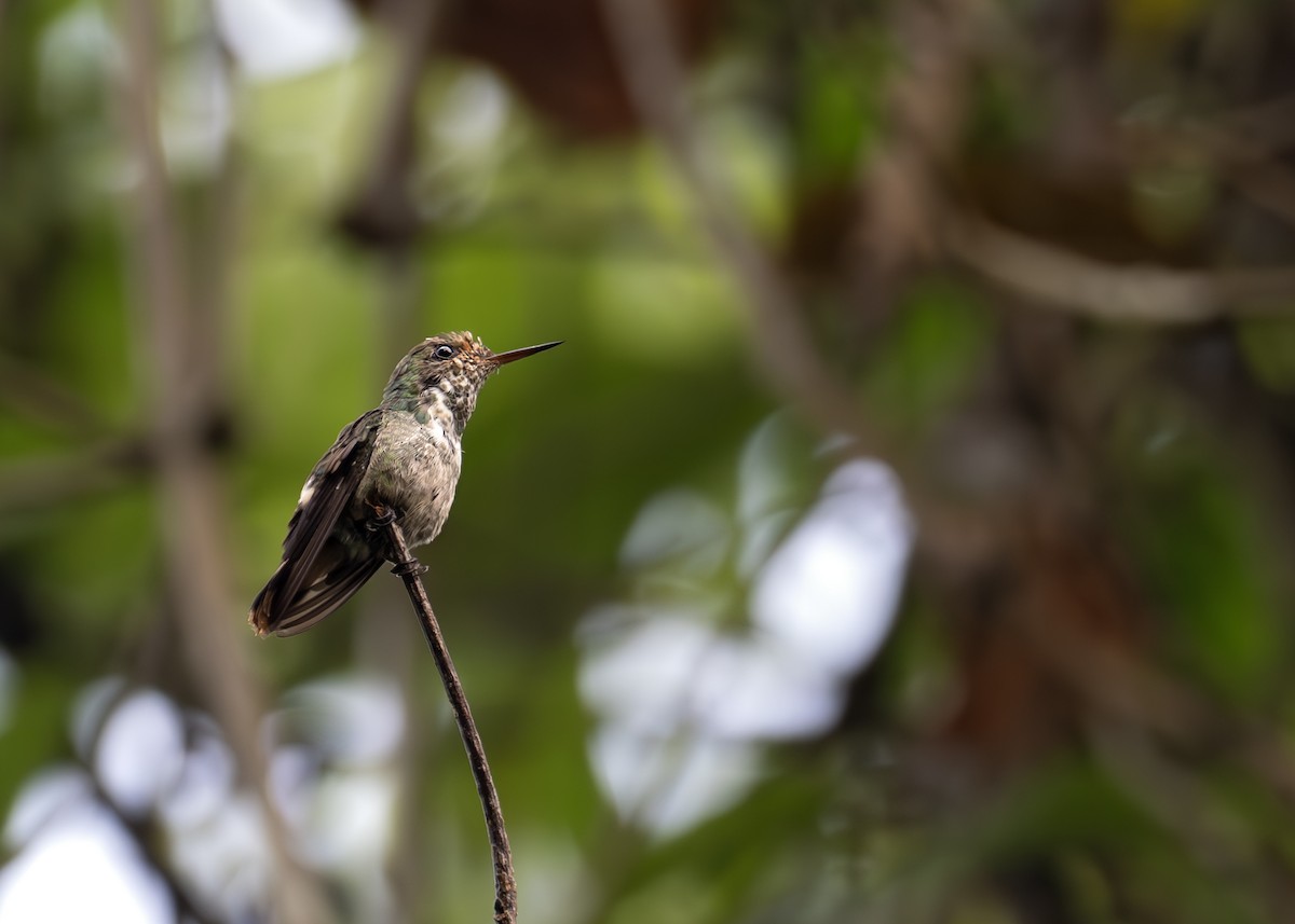thorntail/coquette sp. - ML631906697