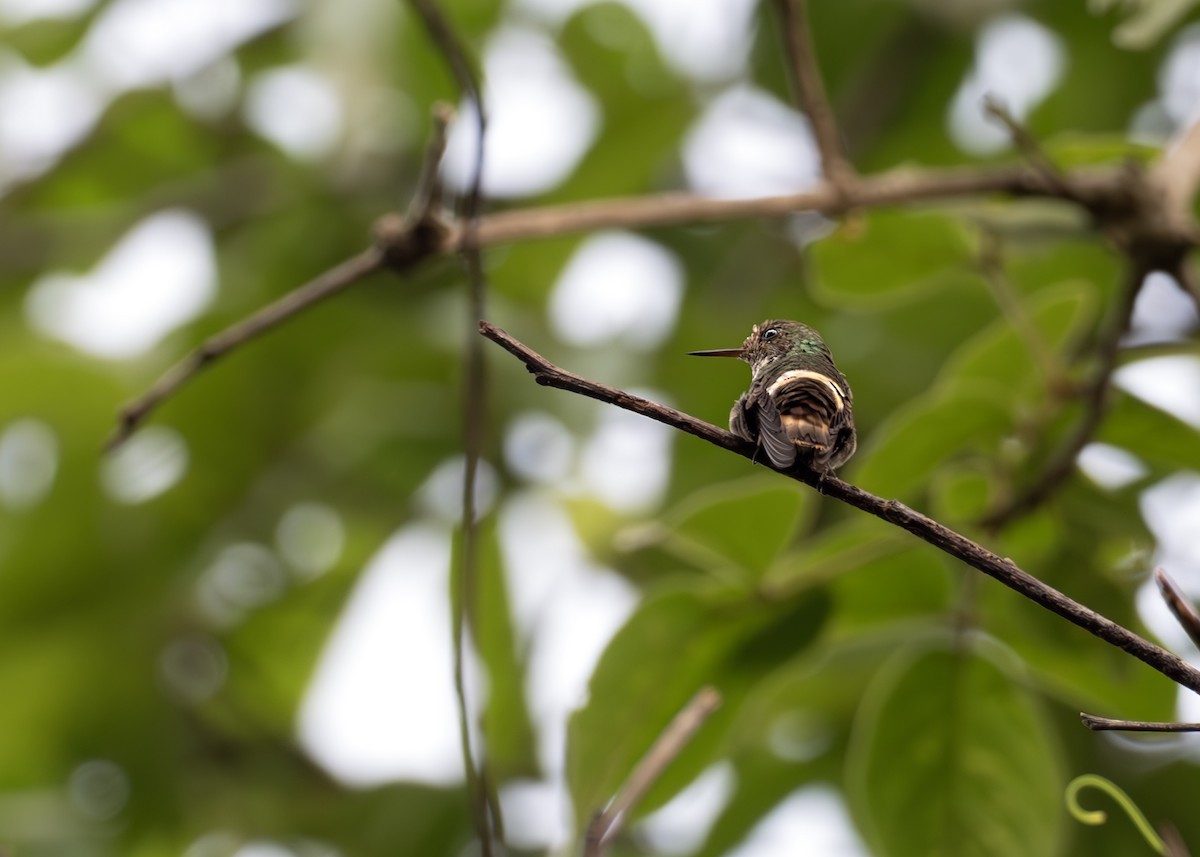 thorntail/coquette sp. - ML631906698