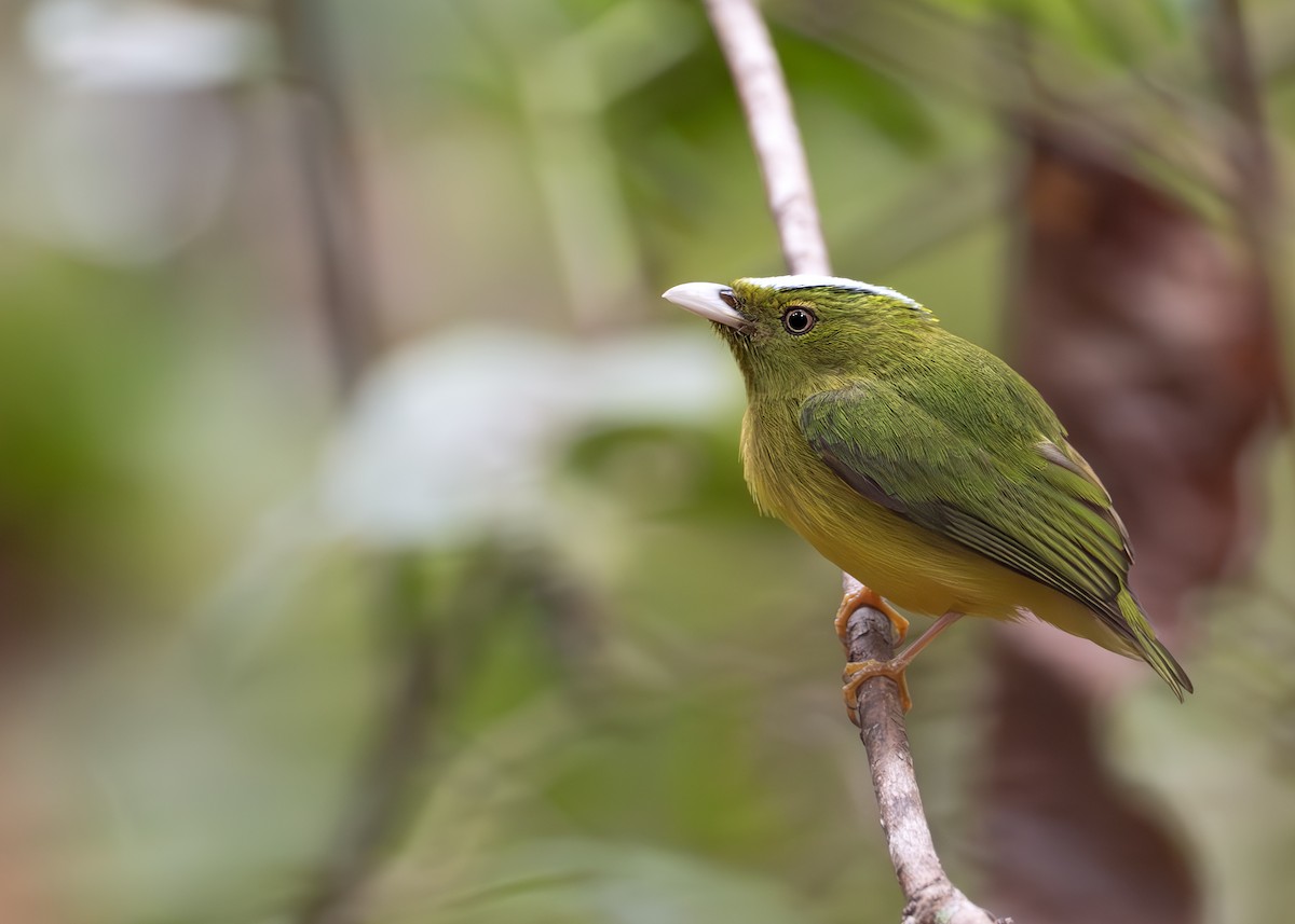 Opal-crowned Manakin - ML631906706