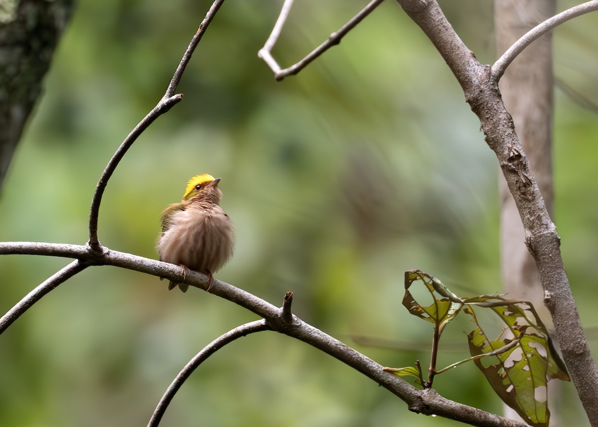 Fiery-capped Manakin - ML631906710
