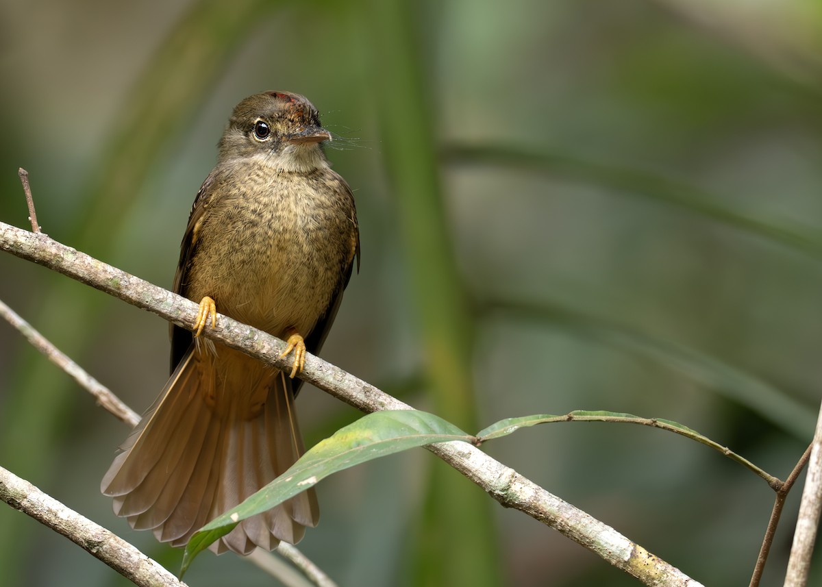 Tropical Royal Flycatcher (Amazonian) - ML631906715