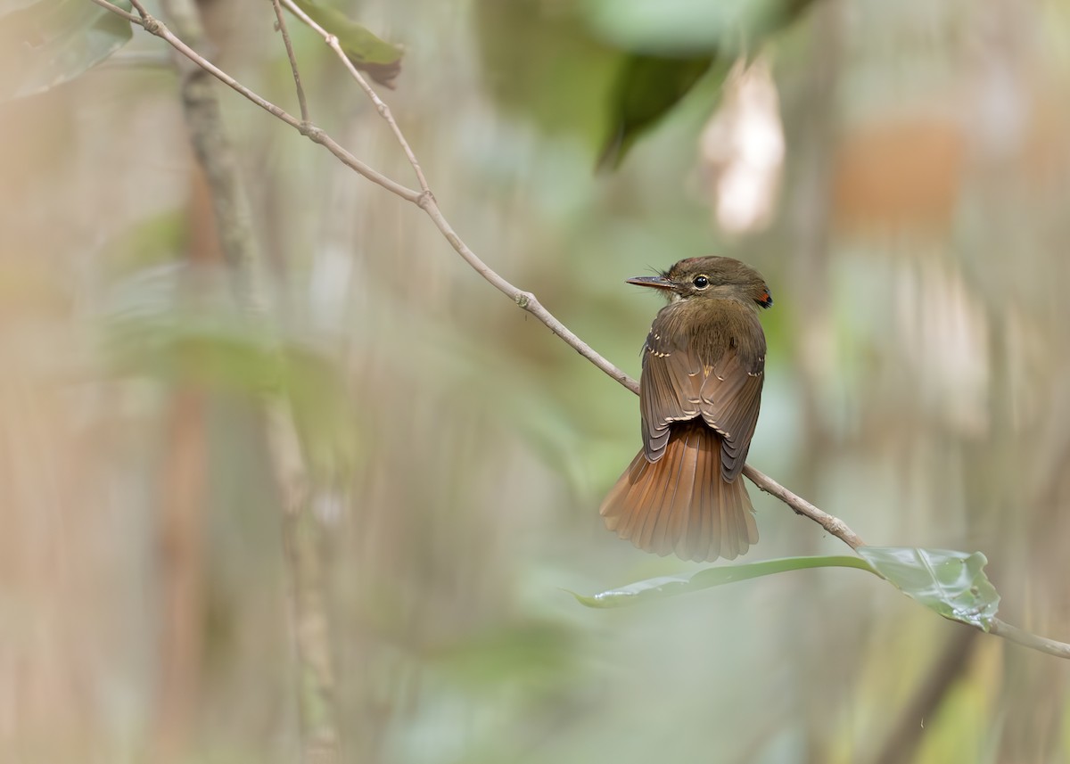 Tropical Royal Flycatcher (Amazonian) - ML631906716