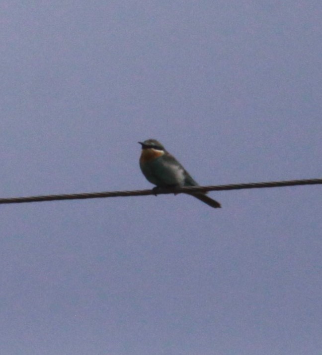 Blue-cheeked Bee-eater - ML631906727