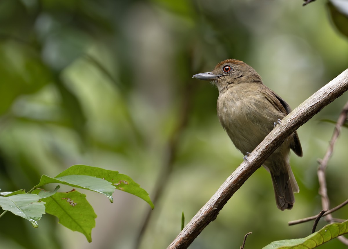 Plain-winged Antshrike - ML631906733