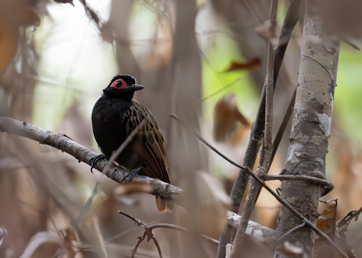 Black-spotted Bare-eye - ML631906750