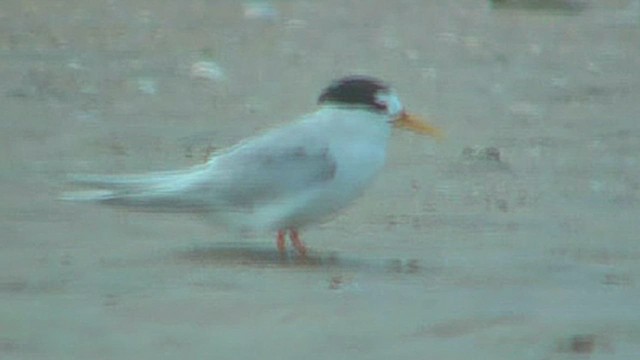 Australian Fairy Tern - ML631906753