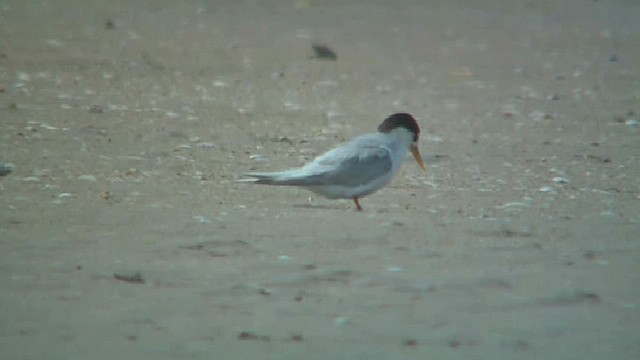 Australian Fairy Tern - ML631906755