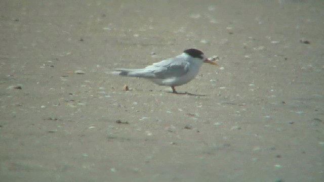 Australian Fairy Tern - ML631906756