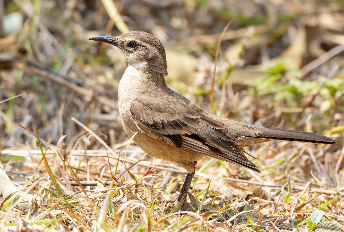 Long-tailed Cinclodes (Cipo) - ML631906855