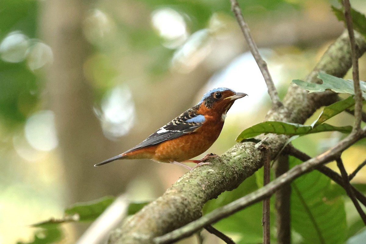 White-throated Rock-Thrush - ML631906937