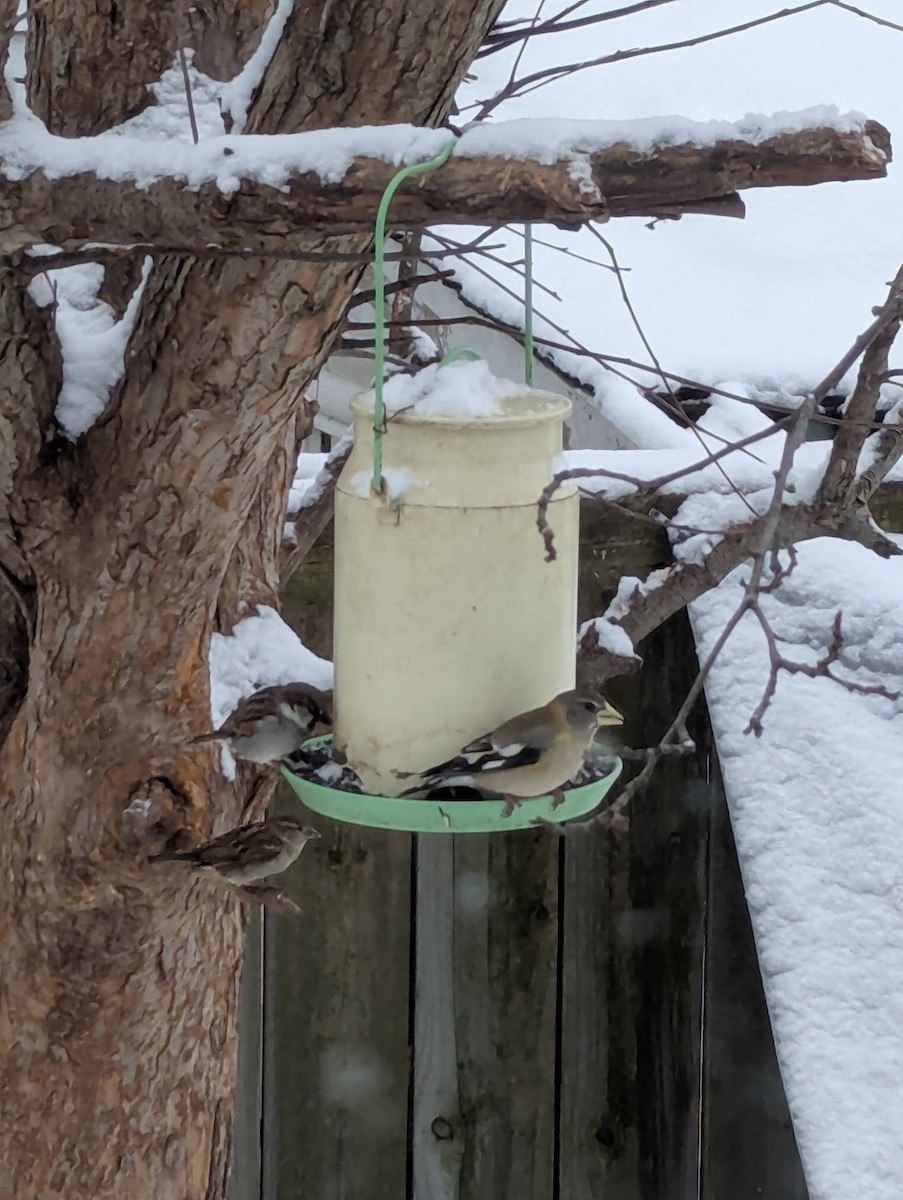 Evening Grosbeak - ML631906964