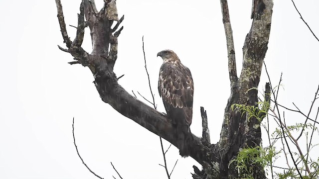 Changeable Hawk-Eagle - ML631907012