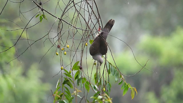 Malabar Imperial-Pigeon - ML631907020