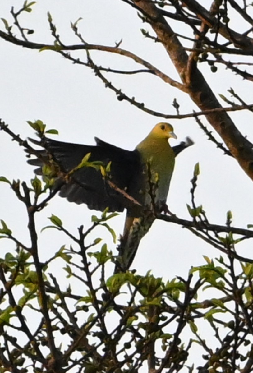 White-bellied Green-Pigeon - ML631907129