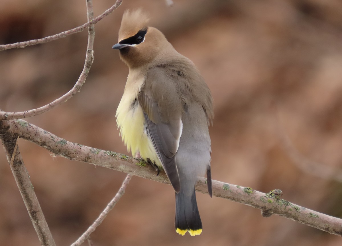 Cedar Waxwing - ML631907172