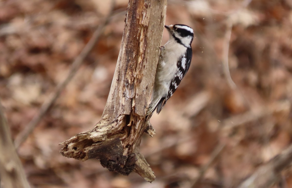 Downy Woodpecker - ML631907177