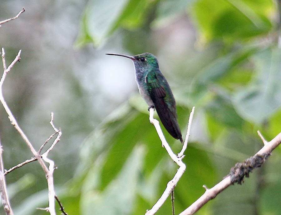 Honduran Emerald - ML631907182